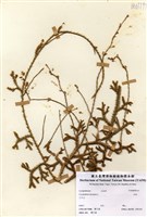 藏品(石松)的圖片